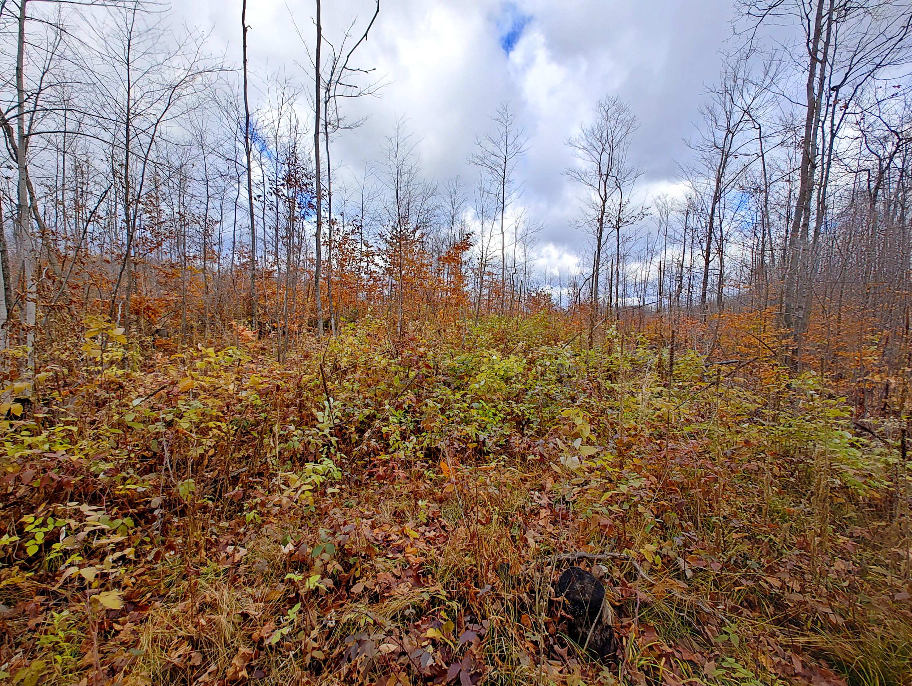 Vl Mancelona Road Mancelona, MI 49659 - Photo 17 of 37 IMG_20251103_112136355_HDR