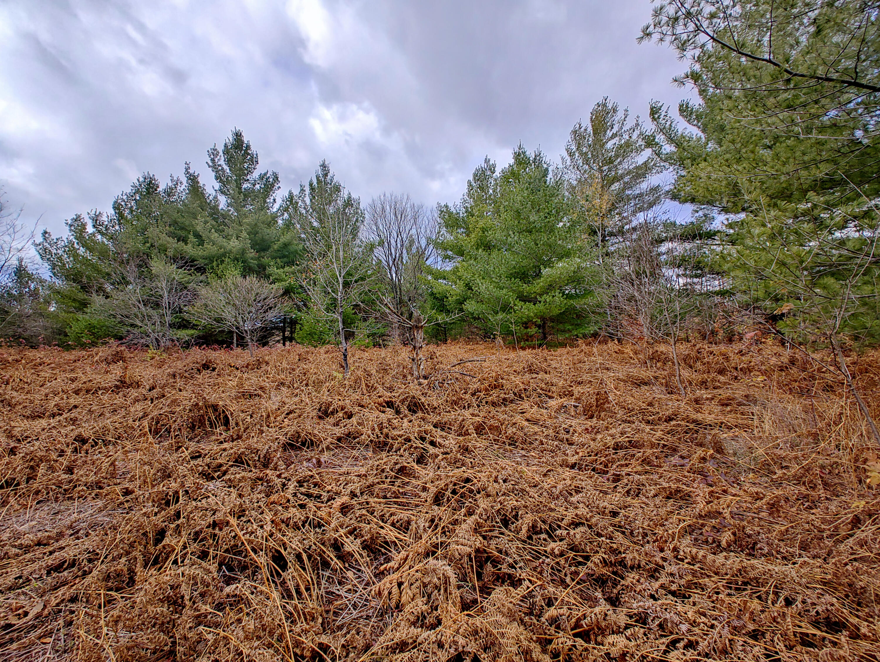 Vl Mancelona Road Mancelona, MI 49659 - Photo 22 of 37 IMG_20251103_112437219_HDR