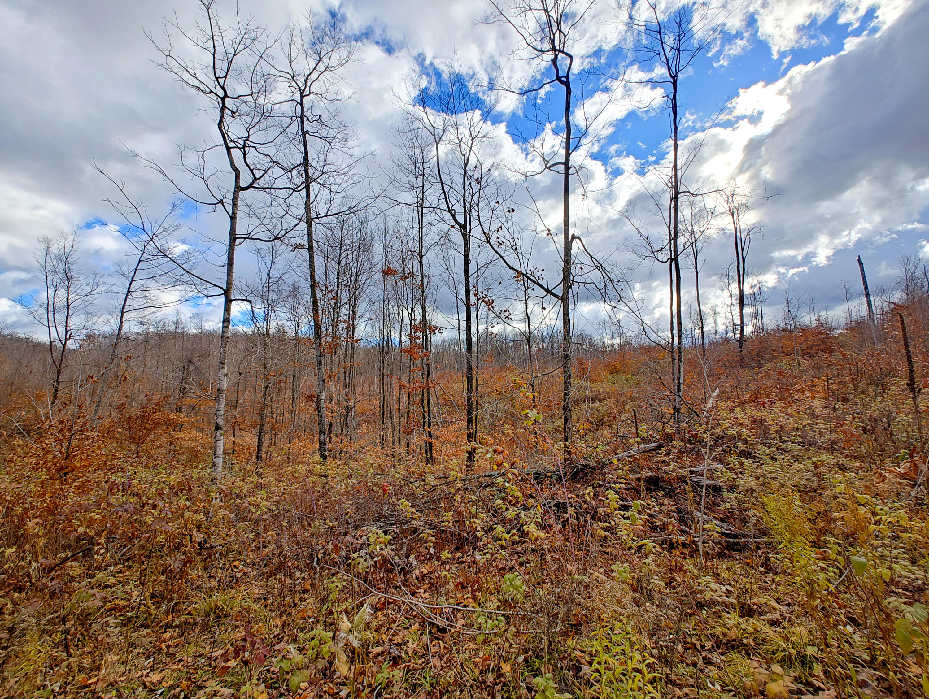 Vl Mancelona Road Mancelona, MI 49659 - Photo 8 of 37 IMG_20251103_111240809_HDR