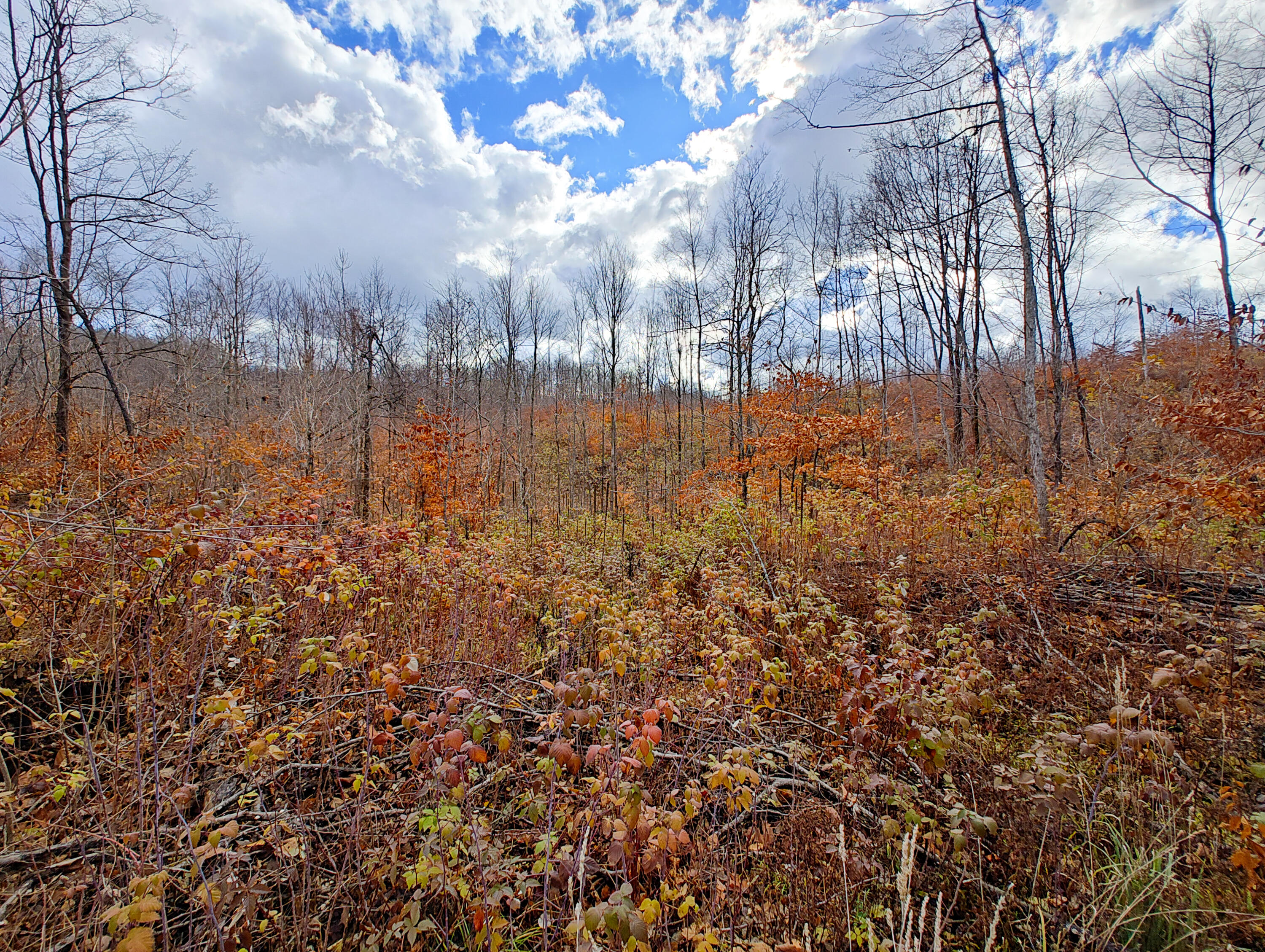 Vl Mancelona Road Mancelona, MI 49659 - Photo 9 of 37 IMG_20251103_111310360_HDR