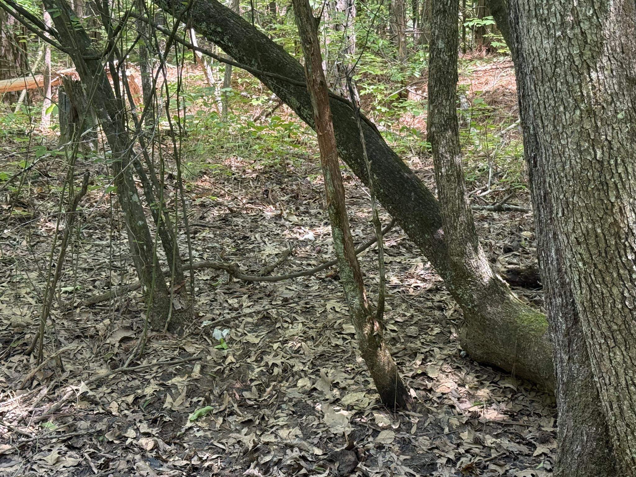 1 Carter Road Saltillo, TN 38370 - Photo 23 of 40 a view of a yard with plants and large trees