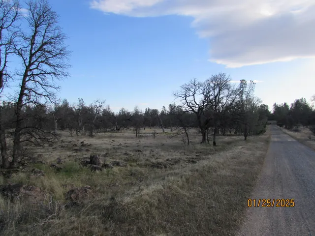 a view of a dry yard with trees