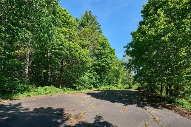 a view of a yard with plants and tree