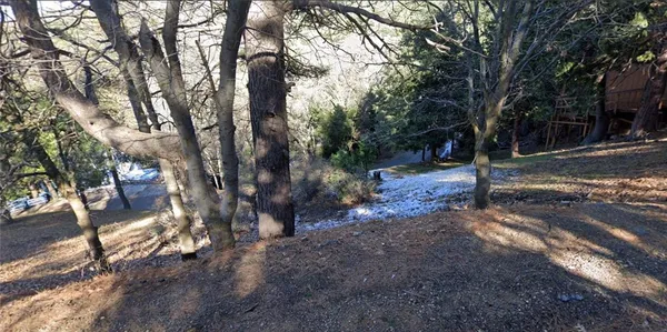a view of a forest filled with trees