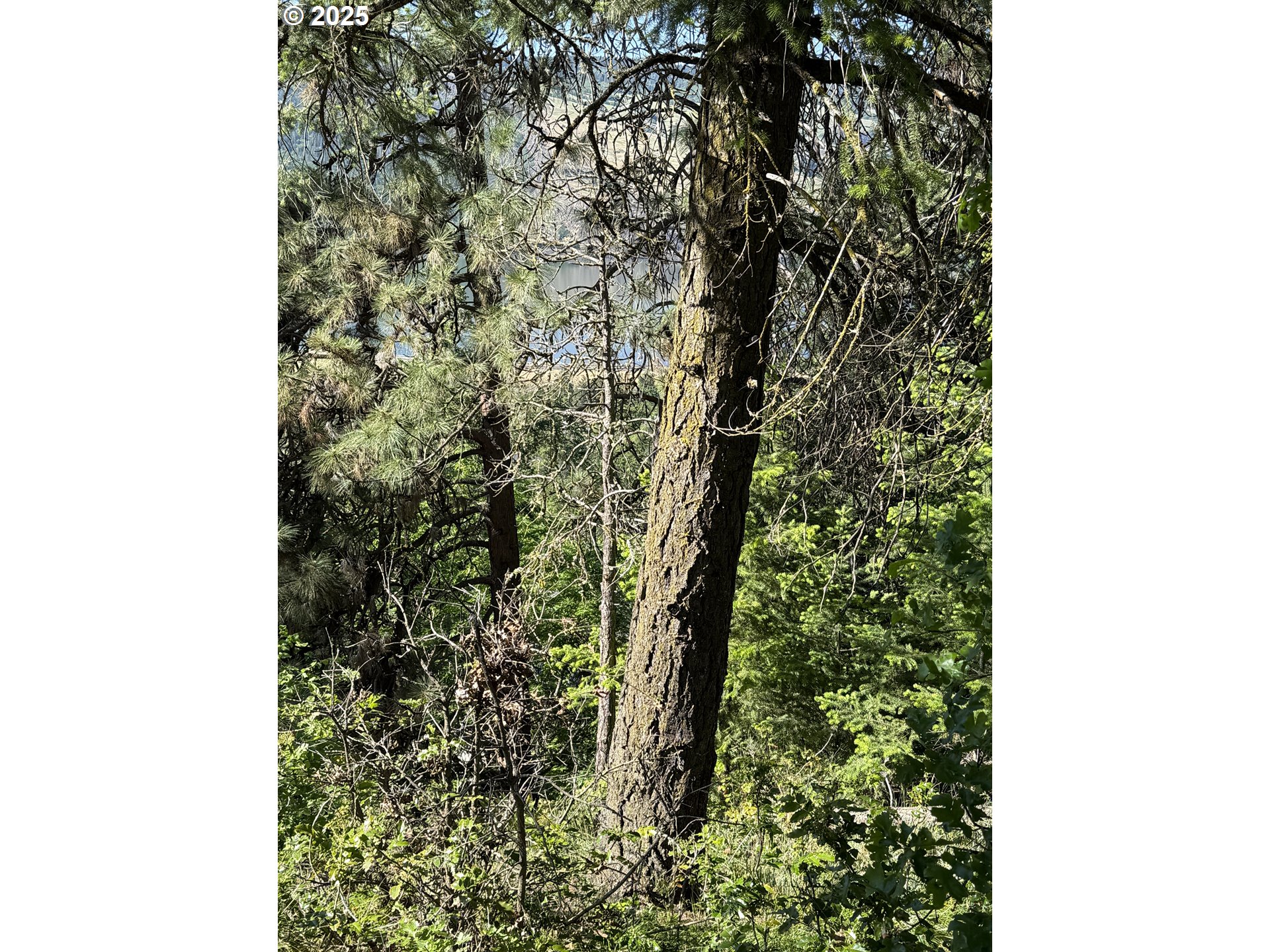 Coyote Court, Unit 42 Mosier, OR 97040 - Photo 4 of 13