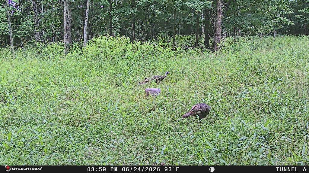 1271 A Tunnel Ridge Road Grayson, KY 41143 - Photo 5 of 134 20260624_233300_5B8827