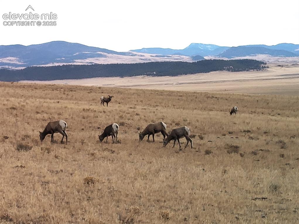 2030 Puma Hills Road Lake George, CO 80827 - Photo 21 of 32