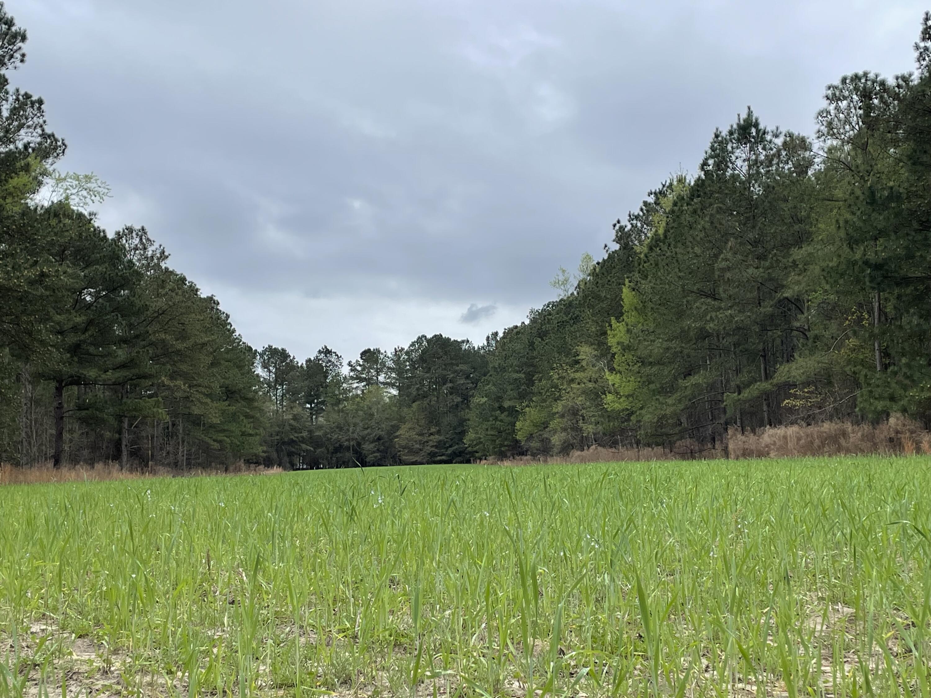 7901 State Rd S-6-169 Blackville, SC 29817 - Photo 87 of 89