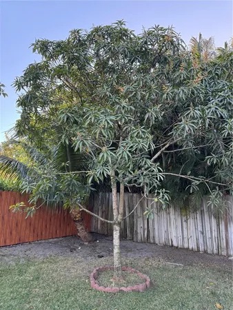 a view of backyard with tree