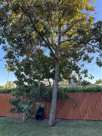 a view of a palm tree next to a palm tree