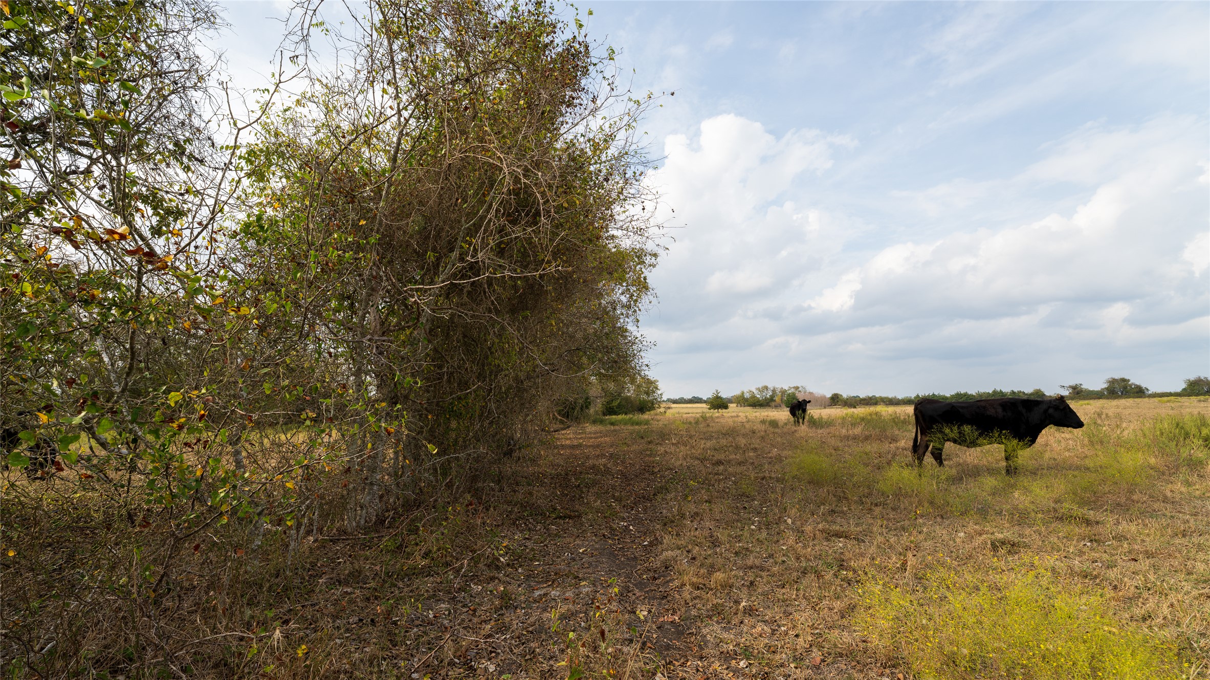 4646 FM 2679 Road Burton, TX 77835 - Photo 29 of 34 a view of a yard with wooden fence and trees