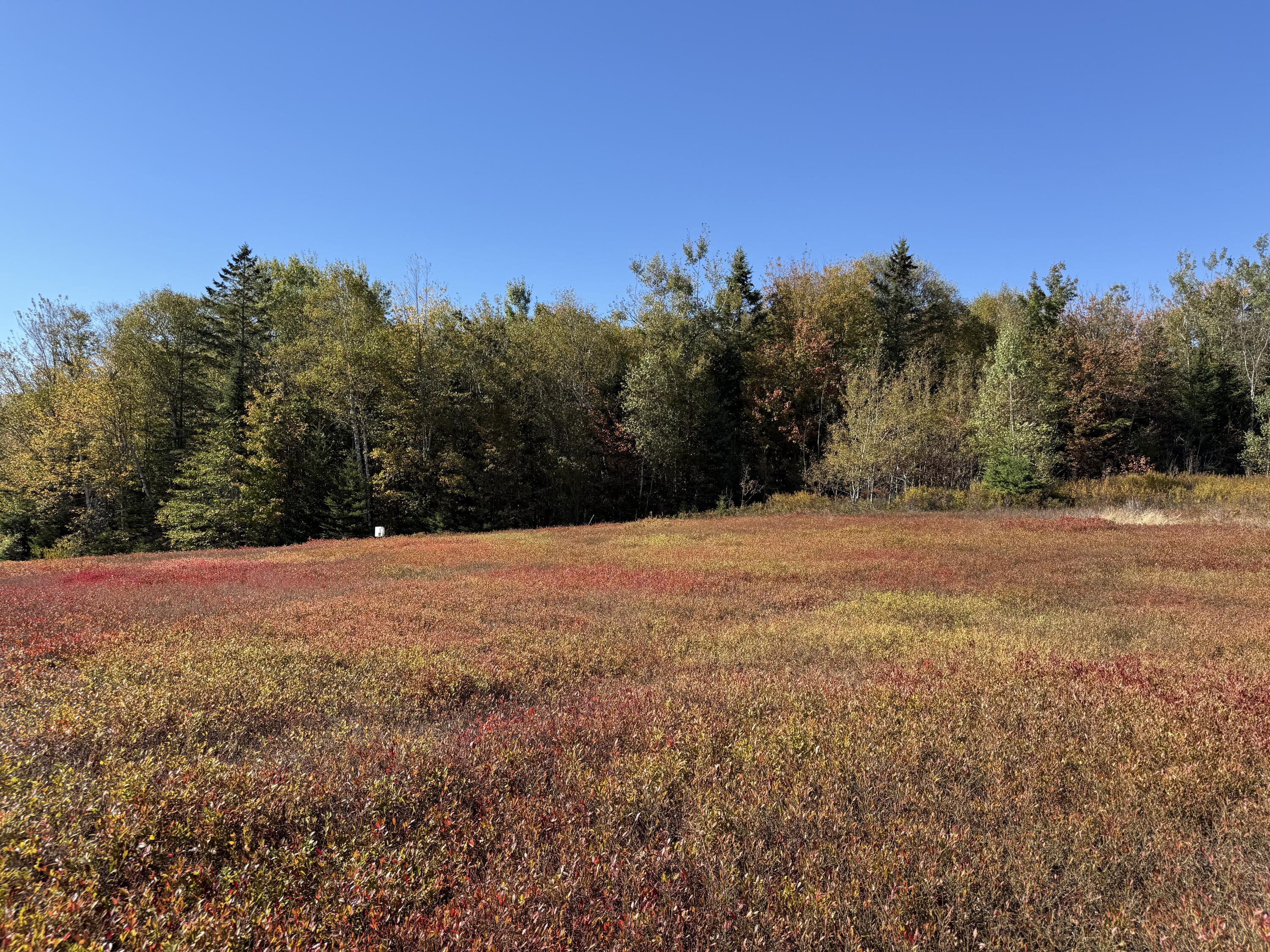 Map19-lot28 Leach Road Penobscot, ME 04476 - Photo 14 of 21 MAP 19 LOT 28