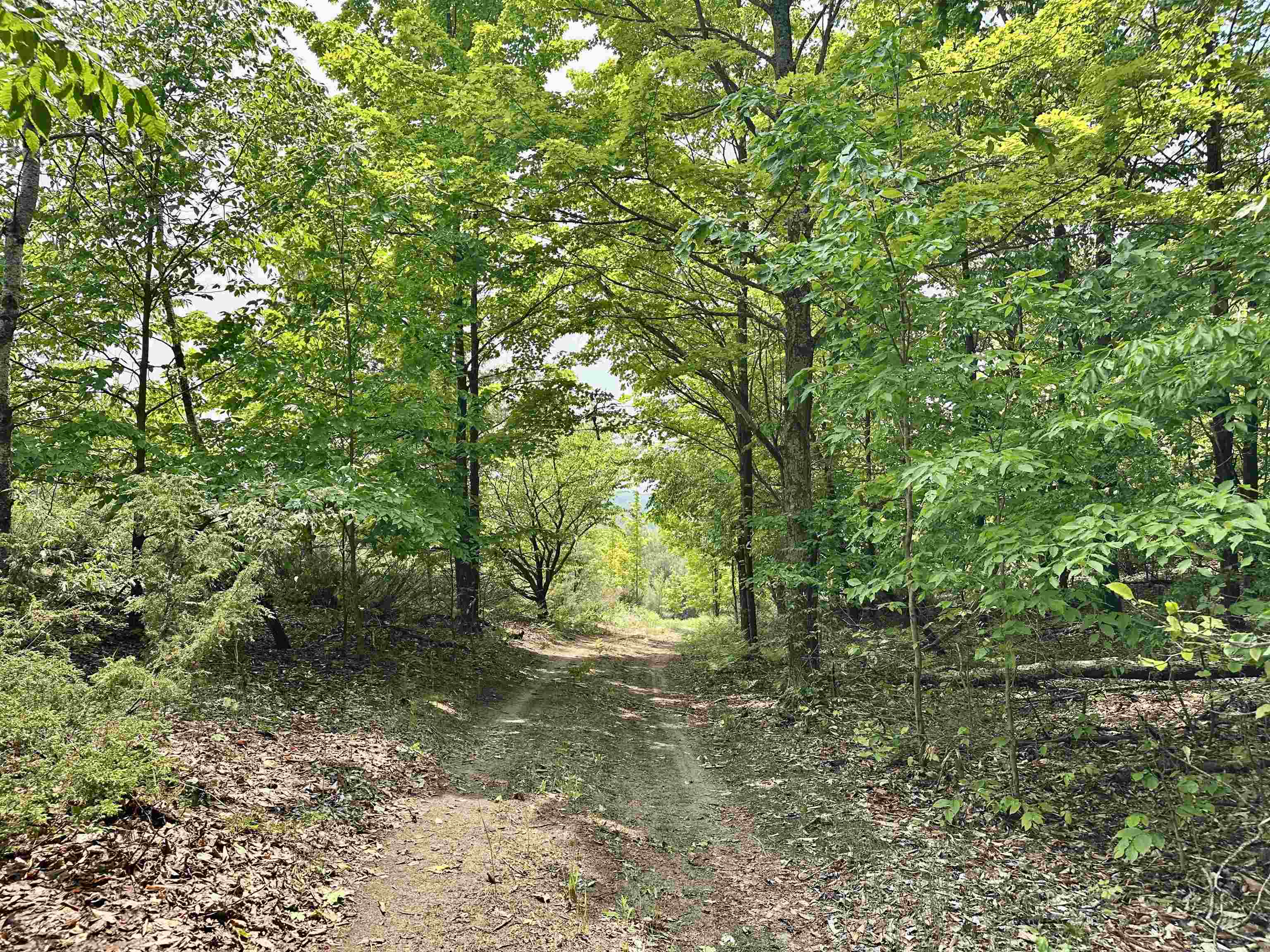 90-acres East Otto Road Suttons Bay, MI 49682 - Photo 14 of 68 Gallery Image 14