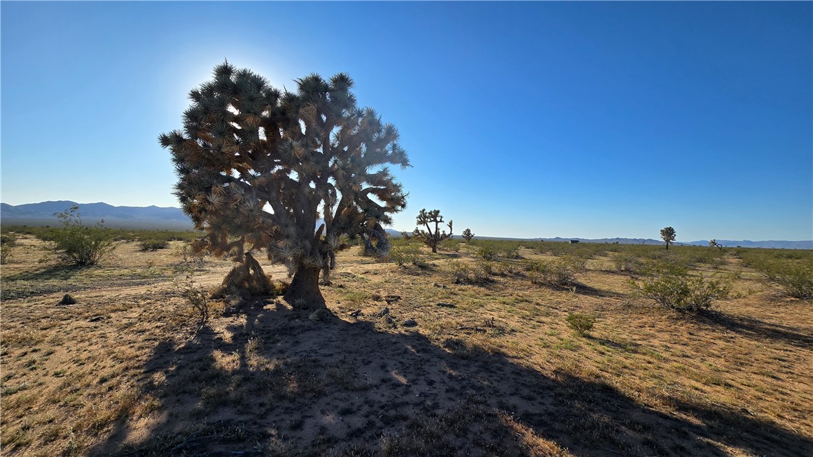 21688 South Roy Rogers Road Yucca, AZ 86438 - Photo 22 of 36 a view of a large tree with lots of trees