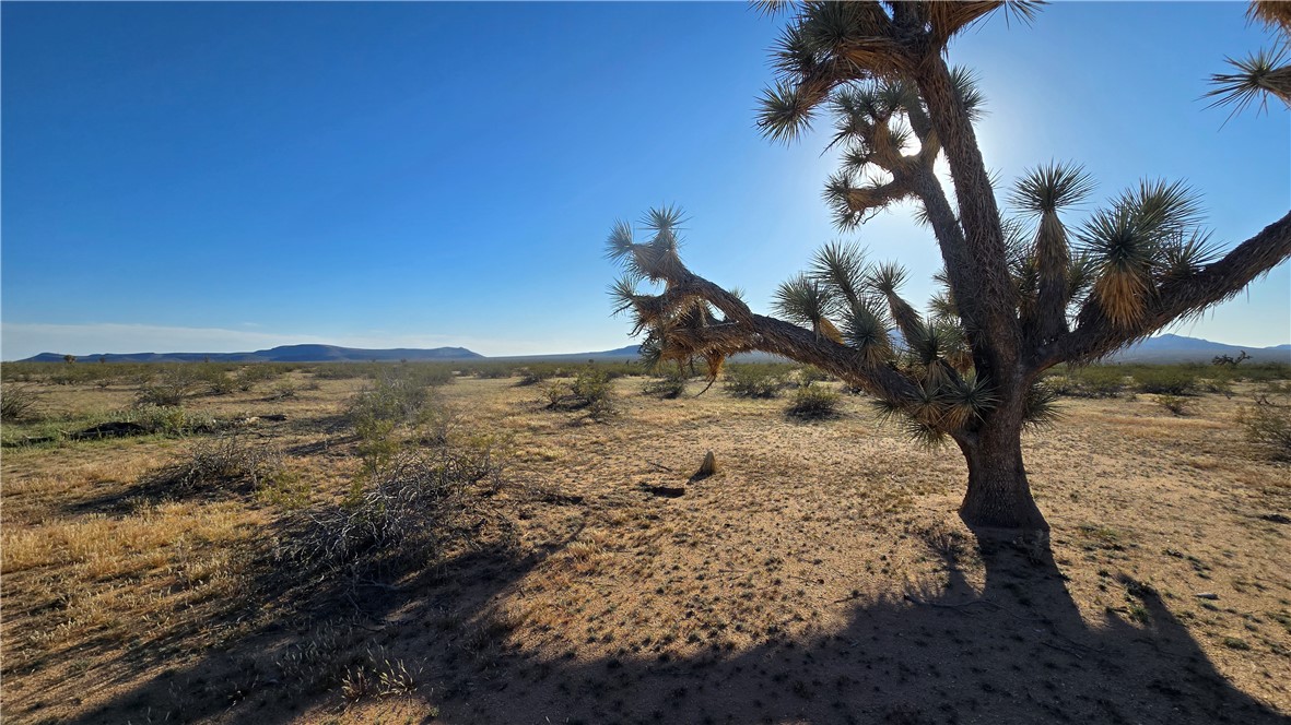 21688 South Roy Rogers Road Yucca, AZ 86438 - Photo 7 of 36 a view of a large tree with a yard