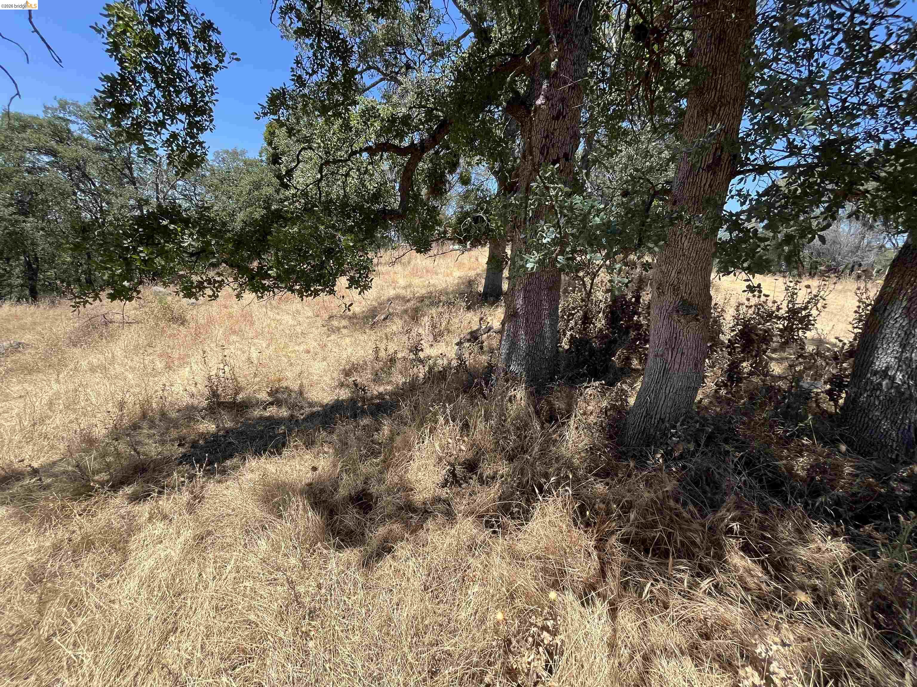 18195 Wards Ferry Road Sonora, CA 95370 - Photo 41 of 67 Expansive open terrain featuring mature trees and natural vegetation