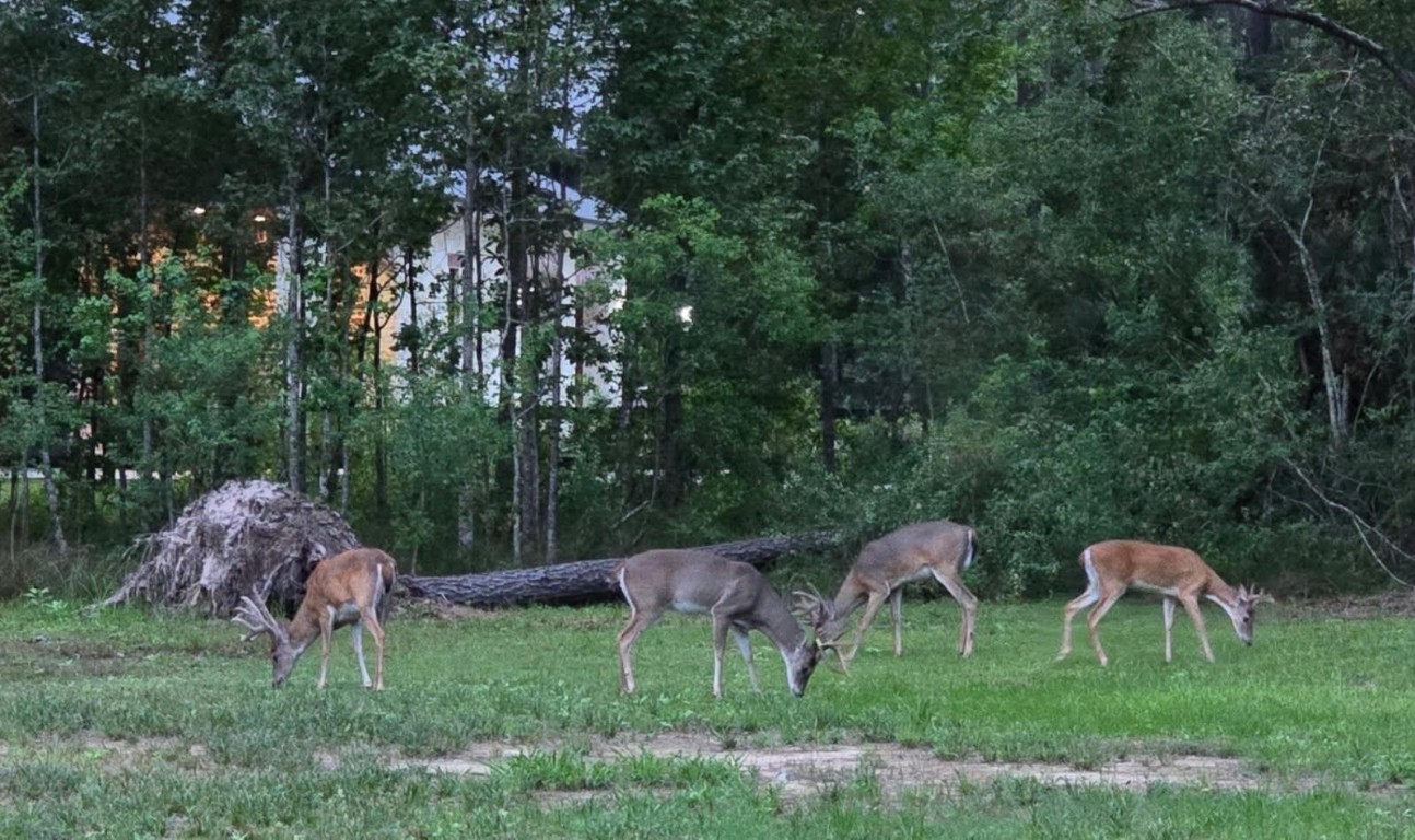 455 East Walton Road Lumberton, TX 77657 - Photo 27 of 31 a backyard of a house with table and chairs