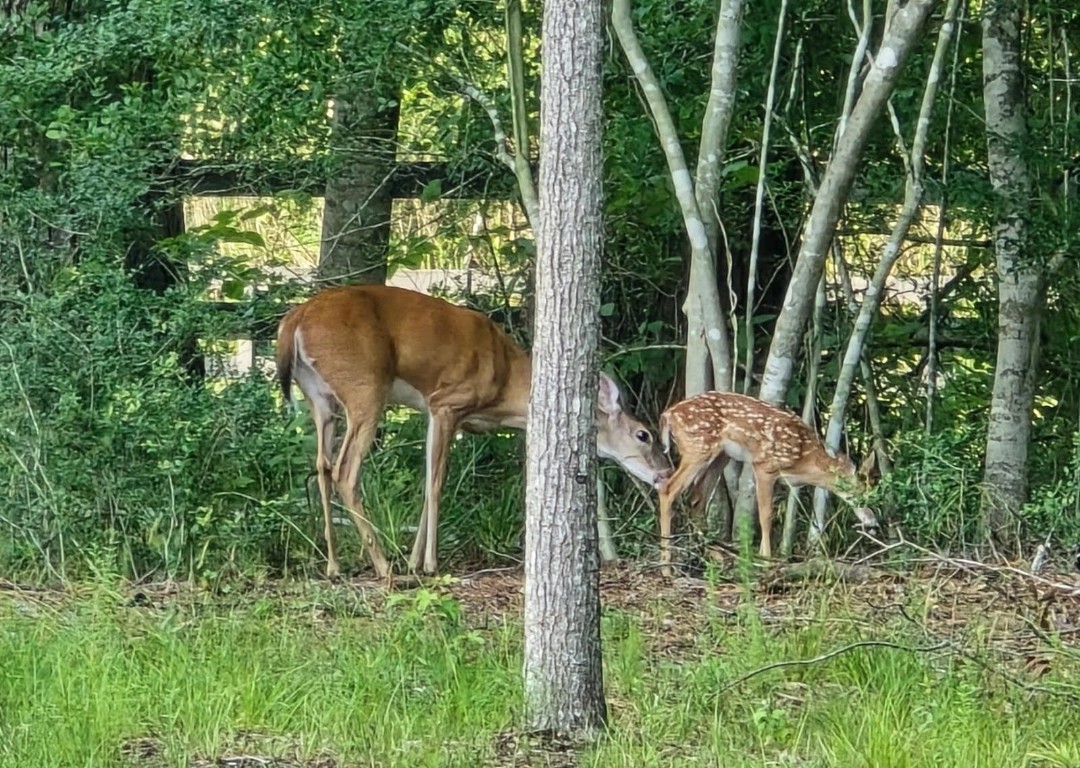 455 East Walton Road Lumberton, TX 77657 - Photo 28 of 31 a backyard of a house with table and chairs