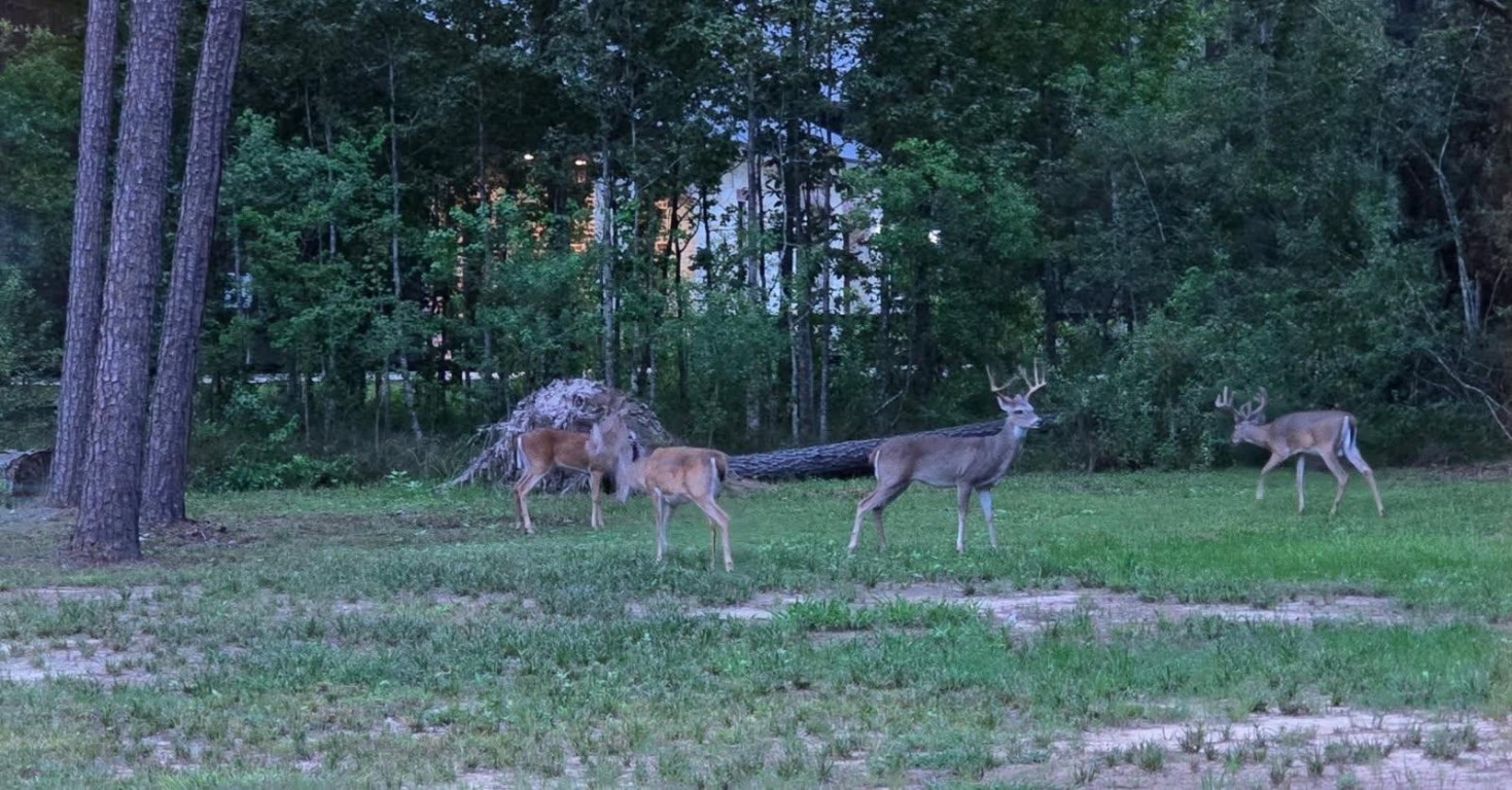 455 East Walton Road Lumberton, TX 77657 - Photo 29 of 31 a view of a chairs and table in a yard