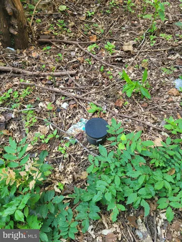 a view of a backyard with plants and large tree