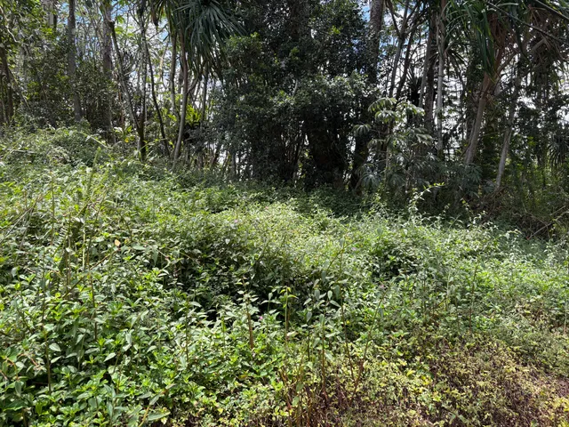 a view of outdoor space and lots of trees