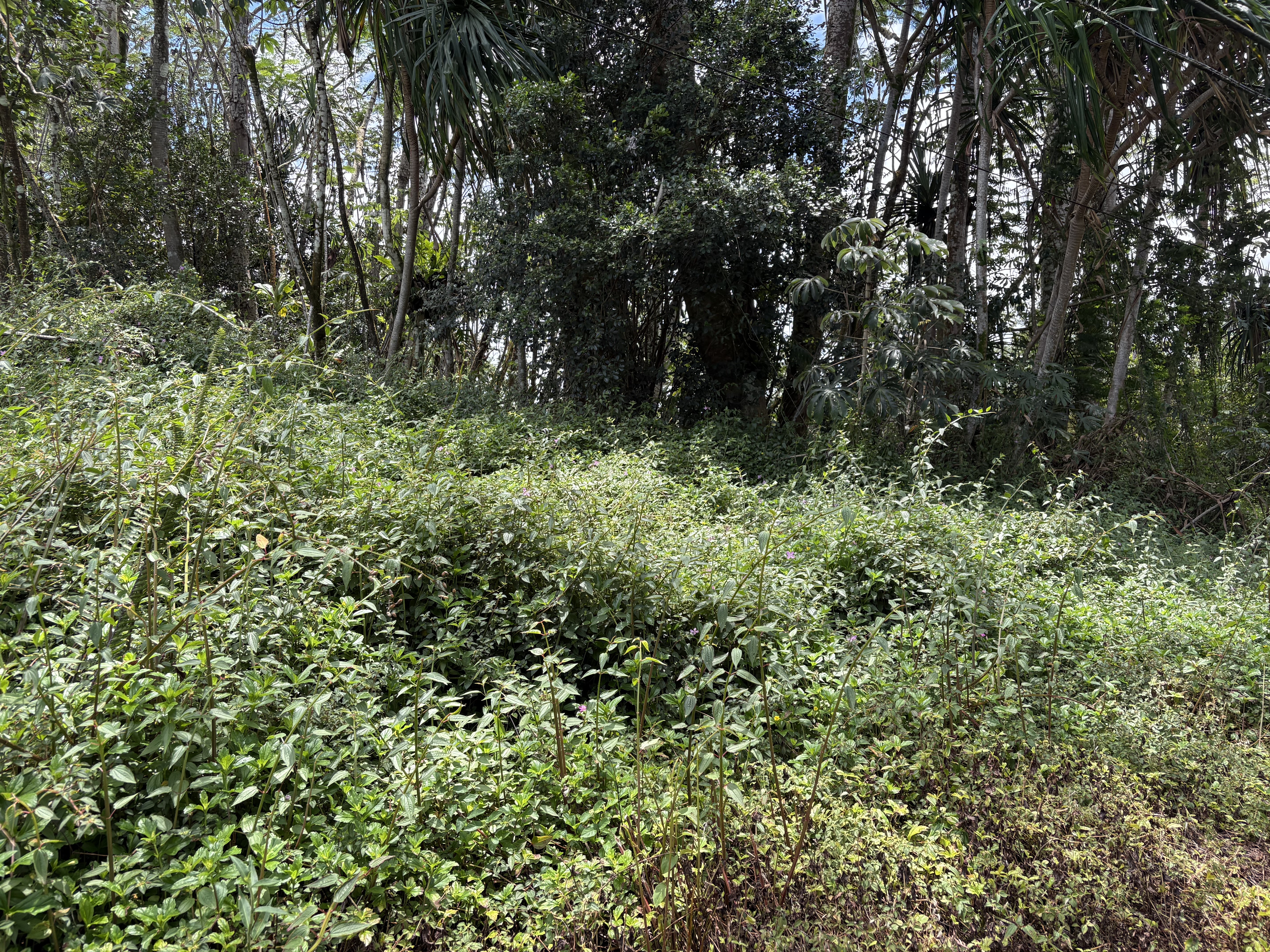 a view of outdoor space and lots of trees