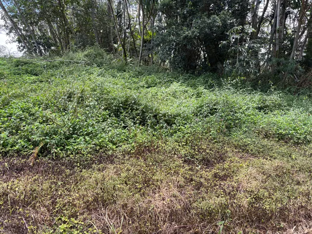 a view of a lush green forest