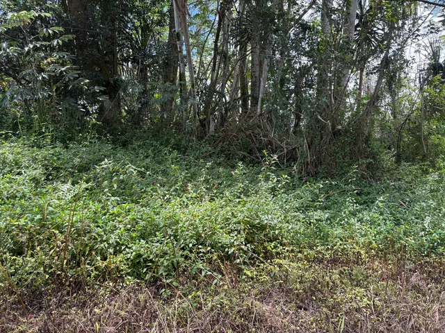 a view of a lush green forest