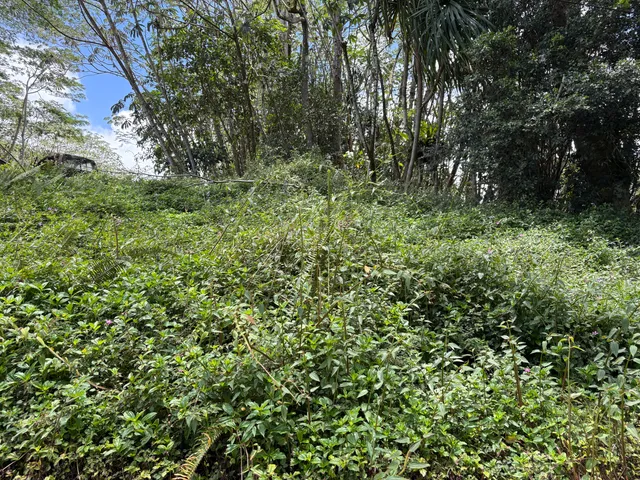 a view of a lush green forest