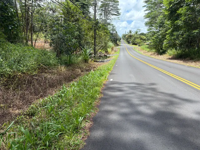 a view of a yard with plants and large trees