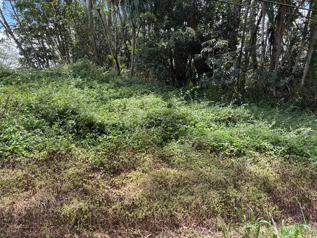 a view of a lush green forest