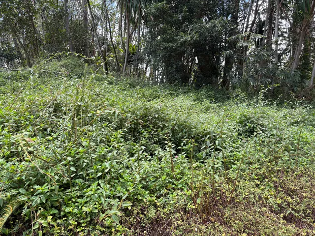 a view of a lush green forest