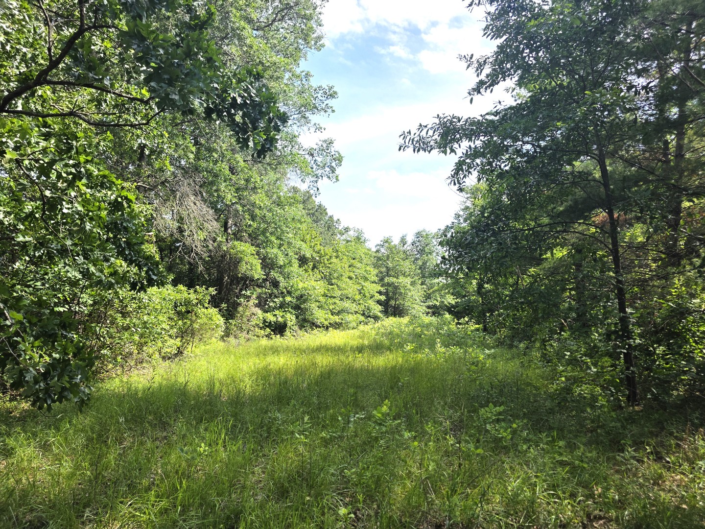 2878 Lazy Acre Road Odin, IL 62870 - Photo 11 of 54