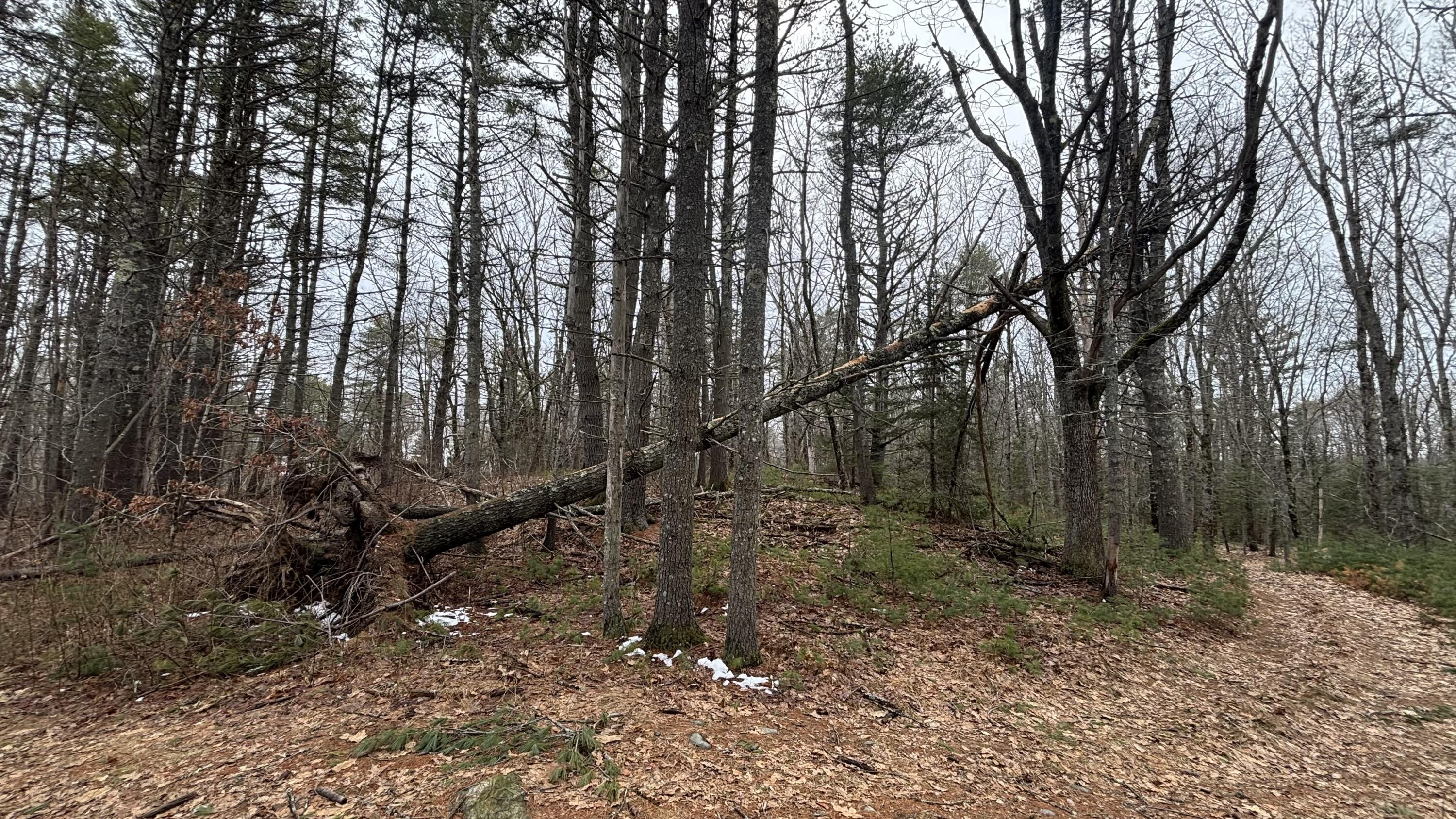 74 Mountain Road Woolwich, ME 04579 - Photo 6 of 38 74 Mountain 5