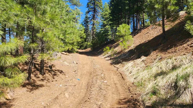 a view of a yard with plants and trees