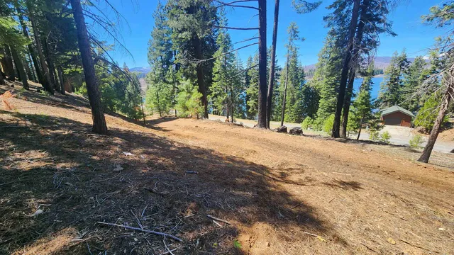 a view of a yard with trees