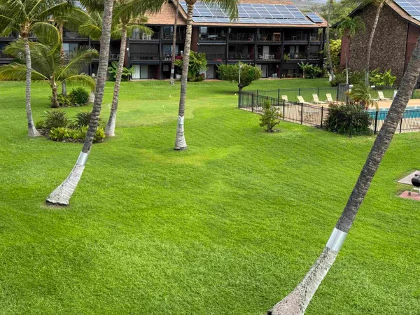 a view of a backyard with a garden and plants