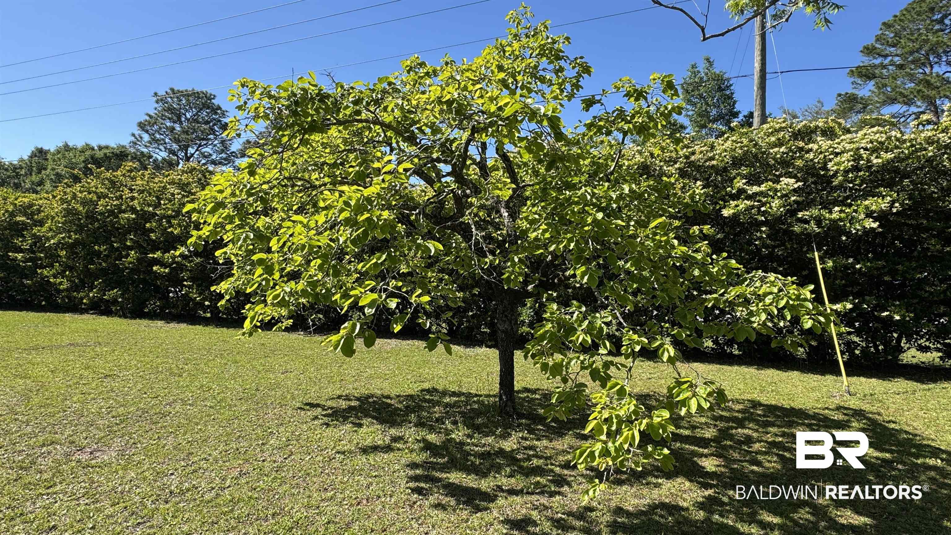 33370 Highway 98 Lillian, AL 36549 - Photo 48 of 58 Expansive green lawn featuring a mature tree with vibrant green foliage