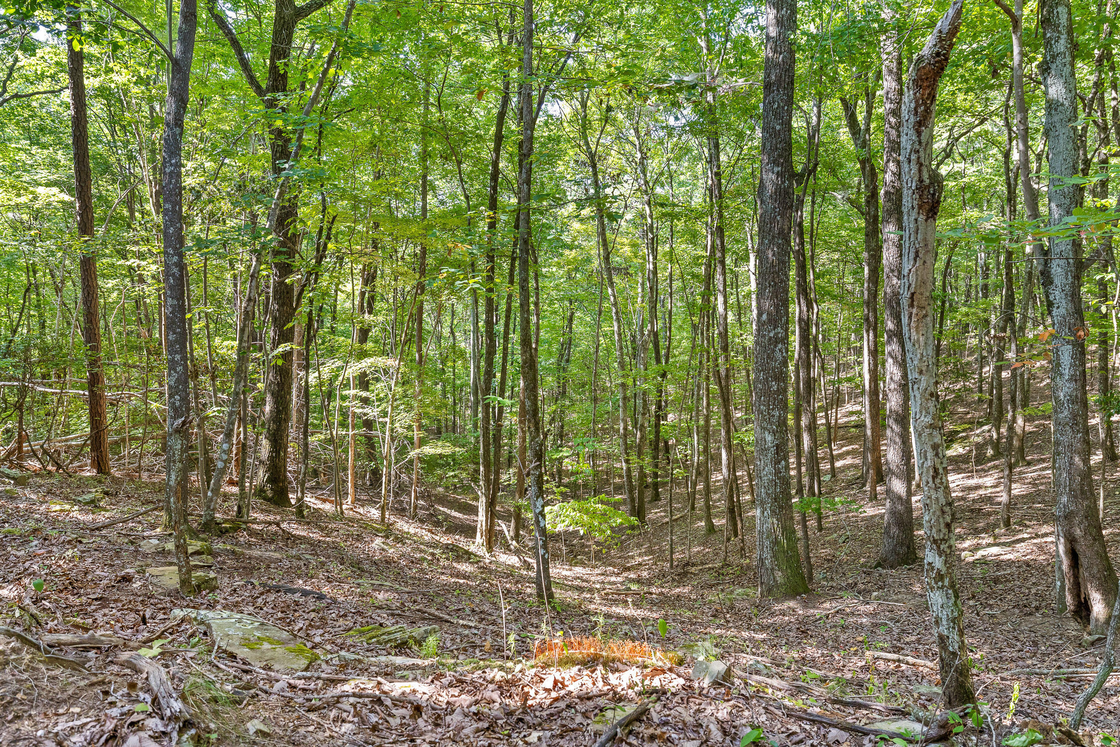 68 Bluff View Drive Dunlap, TN 37327 - Photo 89 of 100 Bluff View-103