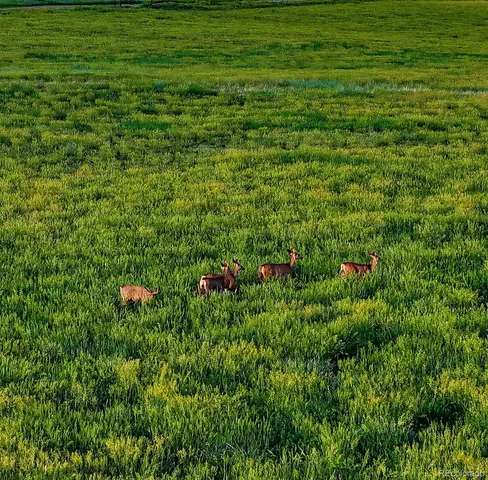 a backyard of a house with lots of green space and trees
