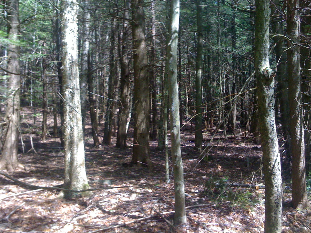 0 Old Middlefield Road Washington, MA 01223 - Photo 4 of 4 Plenty of flat space