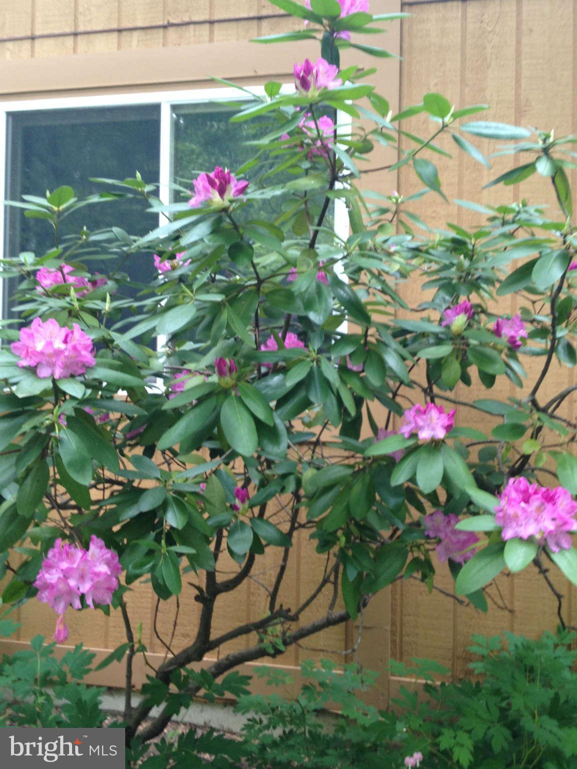 9505 Stewartown Road Gaithersburg, MD 20879 - Photo 28 of 30 Beautiful flowering plant