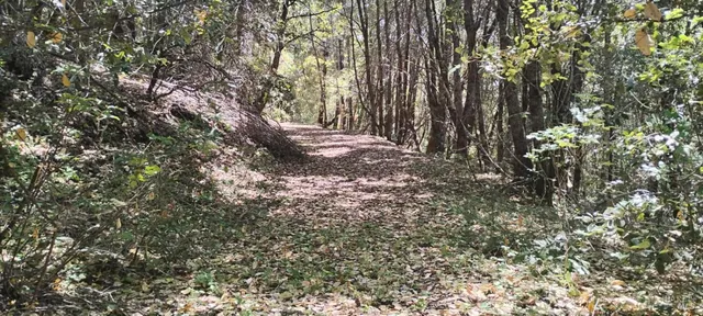 a view of a yard with trees