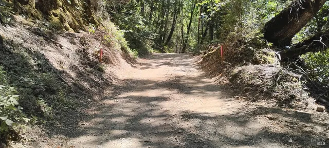 a view of a yard with plants and trees