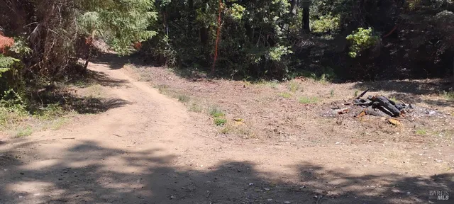 a view of a yard with plants and trees