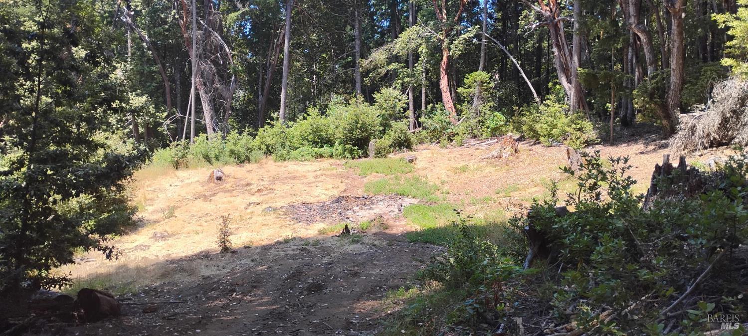 9660 Branscomb Road Laytonville, CA 95454 - Photo 21 of 33 a view of a yard with plants and trees
