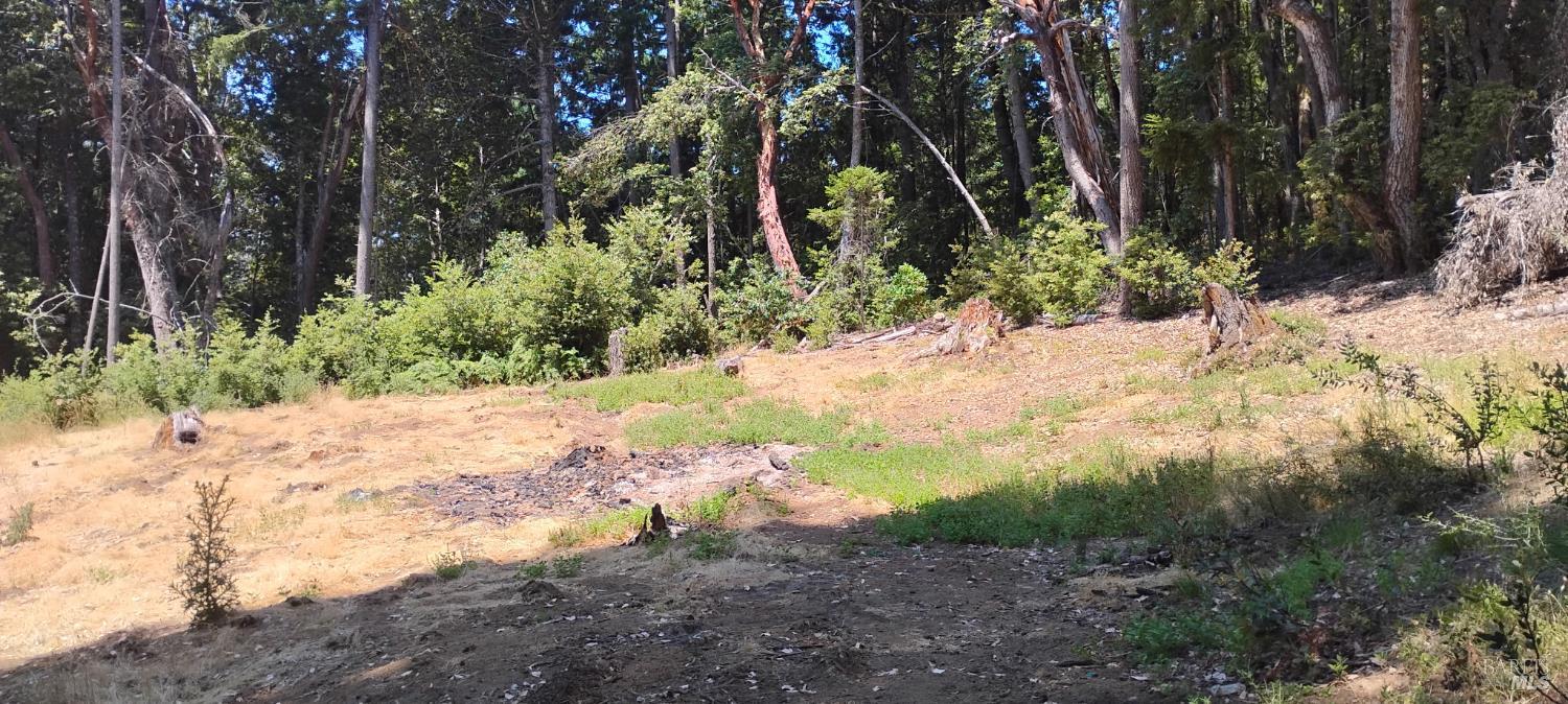 9660 Branscomb Road Laytonville, CA 95454 - Photo 22 of 33 a view of a yard with plants and trees