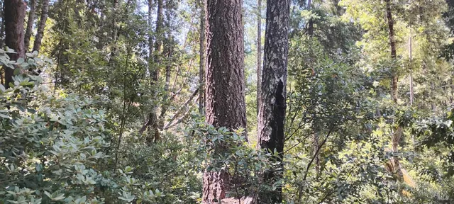 a view of a road with a trees