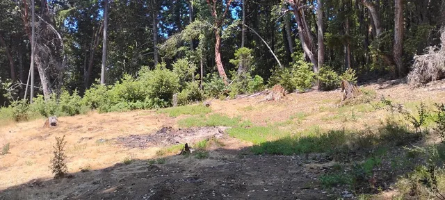 a view of a road with a trees