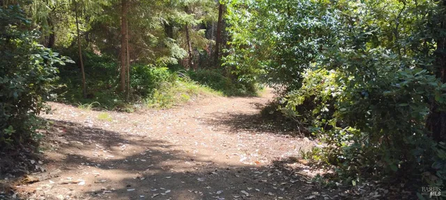a view of a yard with trees